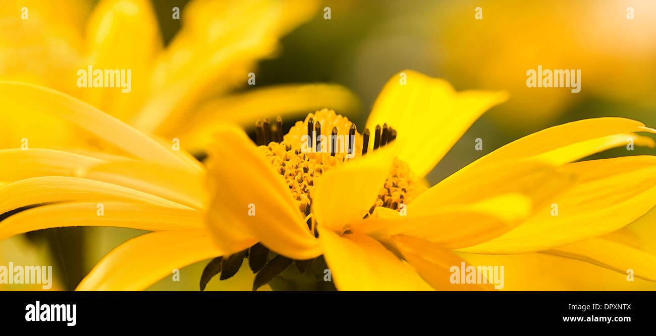 Faux ou de Tournesol jaune Heliopsis helianthoides summerflowers pano Banque D'Images