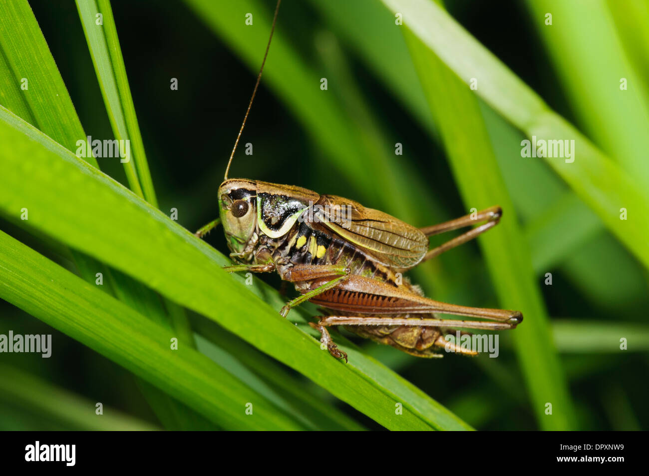 Roesel's Bush-cricket (Metrioptera roeselii) mâle adulte, grimper par de l'herbe à West Southend Marais, Essex. Septembre. Banque D'Images
