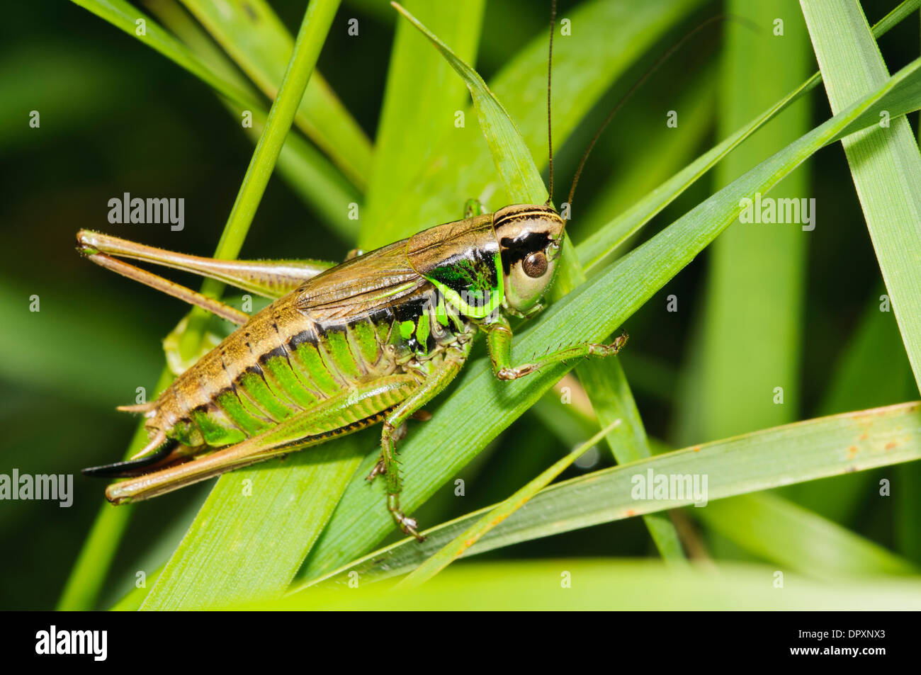 Roesel's Bush-cricket (Metrioptera roeselii), femelle adulte grimper par de l'herbe à West Southend Marais, Essex. Septembre. Banque D'Images