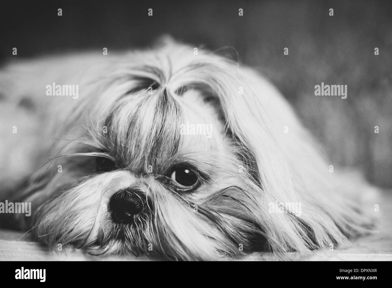 Shih Tzu chien portrait noir et blanc. Banque D'Images