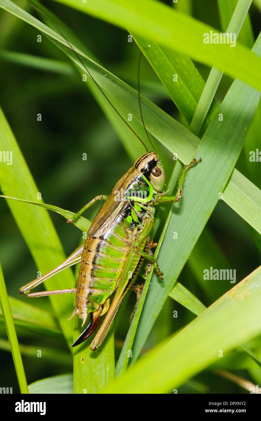 Roesel's Bush-cricket (Metrioptera roeselii), femelle adulte grimper par de l'herbe à West Southend Marais, Essex. Septembre. Banque D'Images