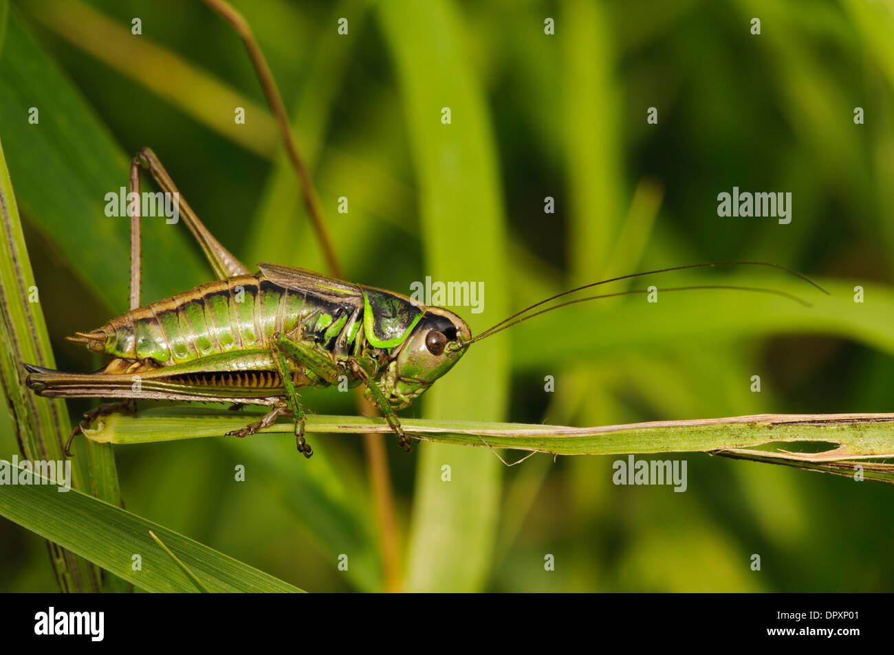 Roesel's Bush-cricket (Metrioptera roeselii), femelle adulte grimper par de l'herbe à West Southend Marais, Essex. Septembre. Banque D'Images