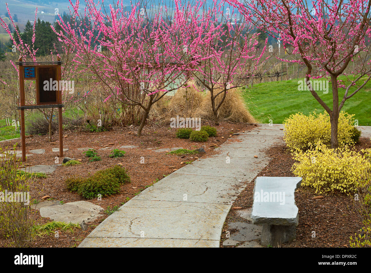 Le Jardin du patrimoine japonais dans la région de Hood River, Oregon. Au printemps. USA Banque D'Images