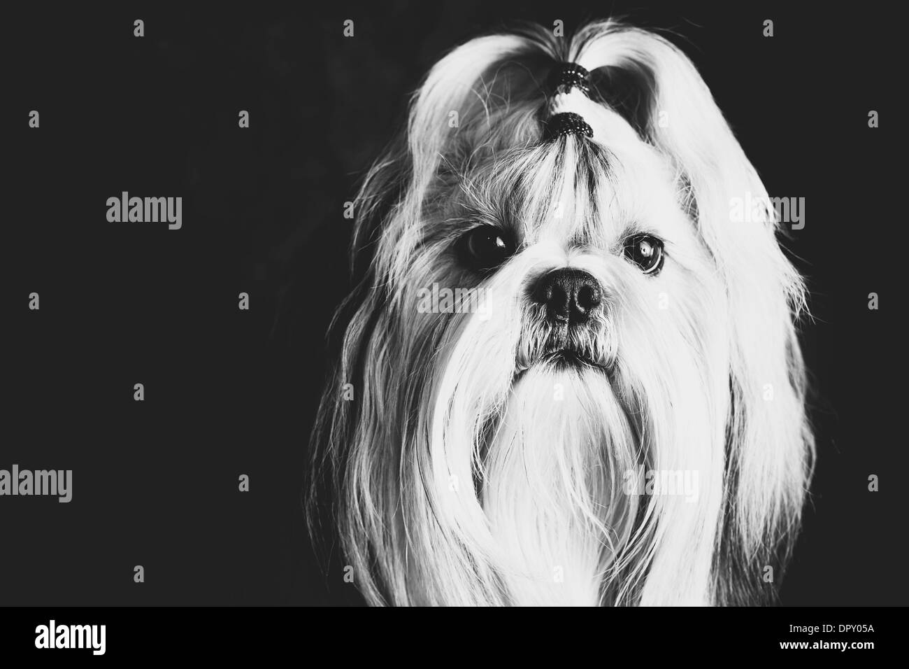 Shih Tzu Chien Style Film Noir Et Blanc Portrait Banque D