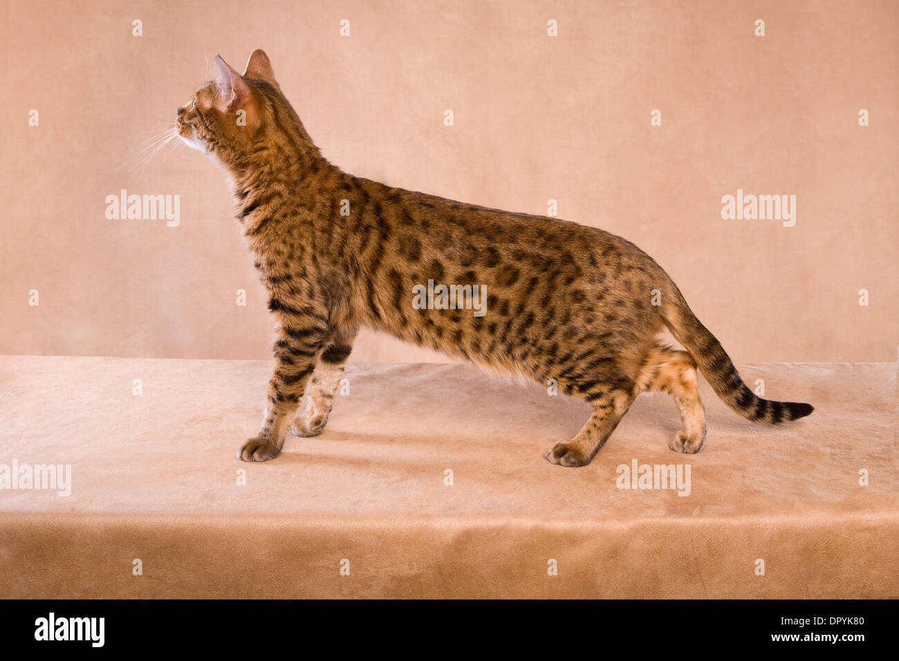 Bengal chat debout vue latérale sur fond doré Banque D'Images Bengal chat debout vue latérale sur fond doré Banque D'Images