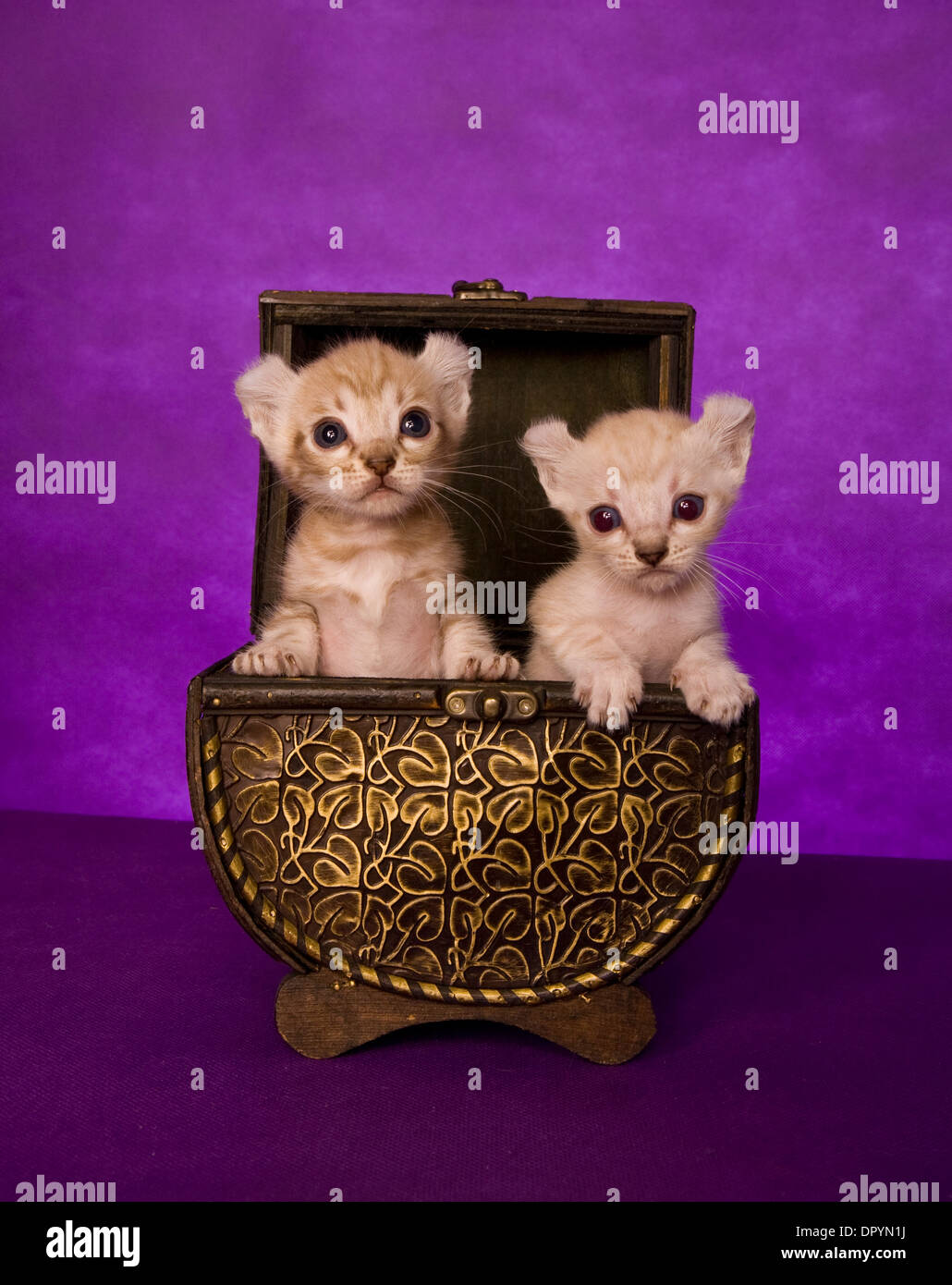 Deux chatons dans l'oreille curl fort sur fond violet Banque D'Images