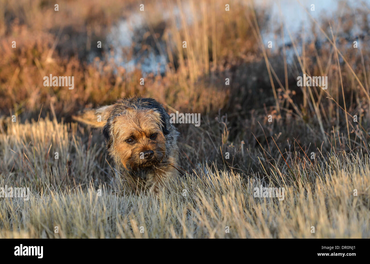 Border terrier pour souris chasse Banque D'Images