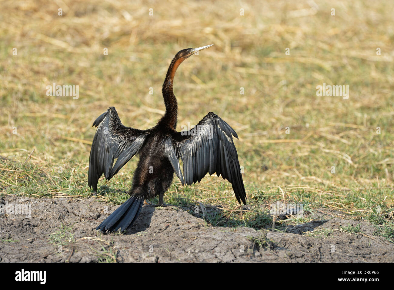 Le dard de l'Afrique de l'anhinga rufa (banque) debout sur les ailes de séchage, Kafue National Park, Zambie Banque D'Images