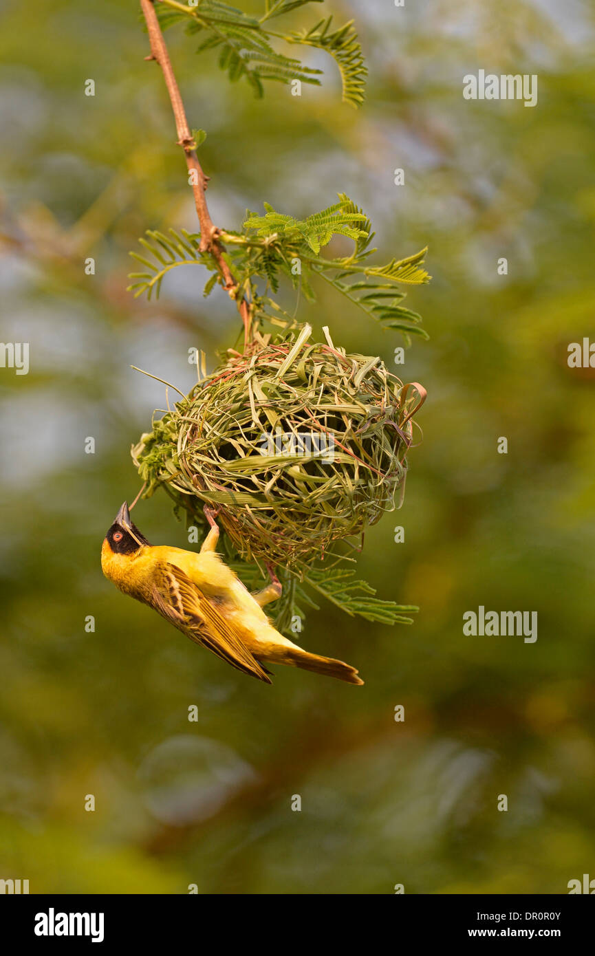 Le sud ou masqués Vitelline Weaver ( Ploceus velatus) Installation des mâles avec brin d'herbe, Lusaka, Zambie, septembre Banque D'Images