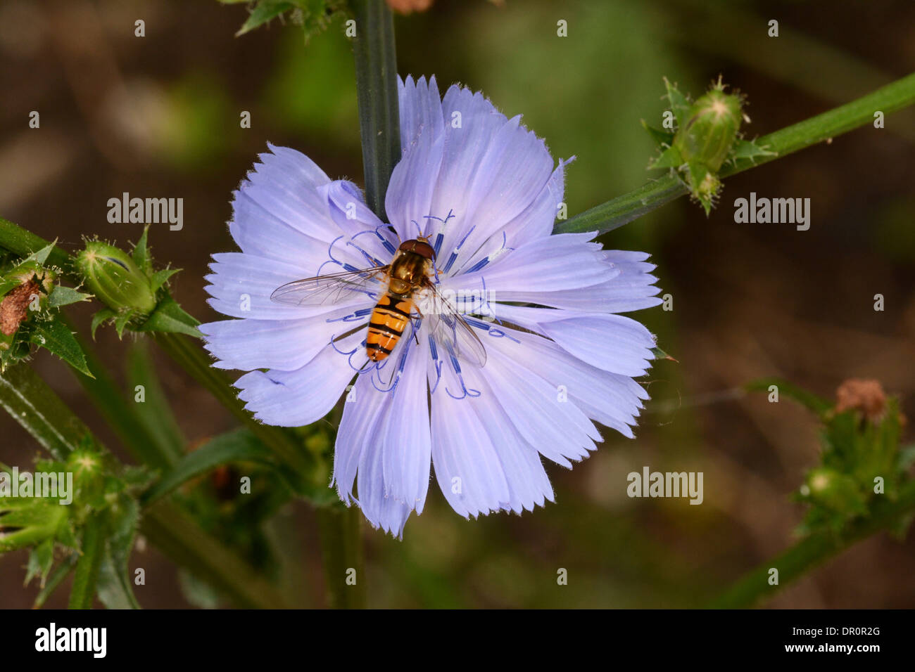 Episyrphus balteatus Hoverfly (marmelade) au repos sur fleur de chicorée (Cichorium intybus), Oxfordshire, Angleterre, juillet Banque D'Images