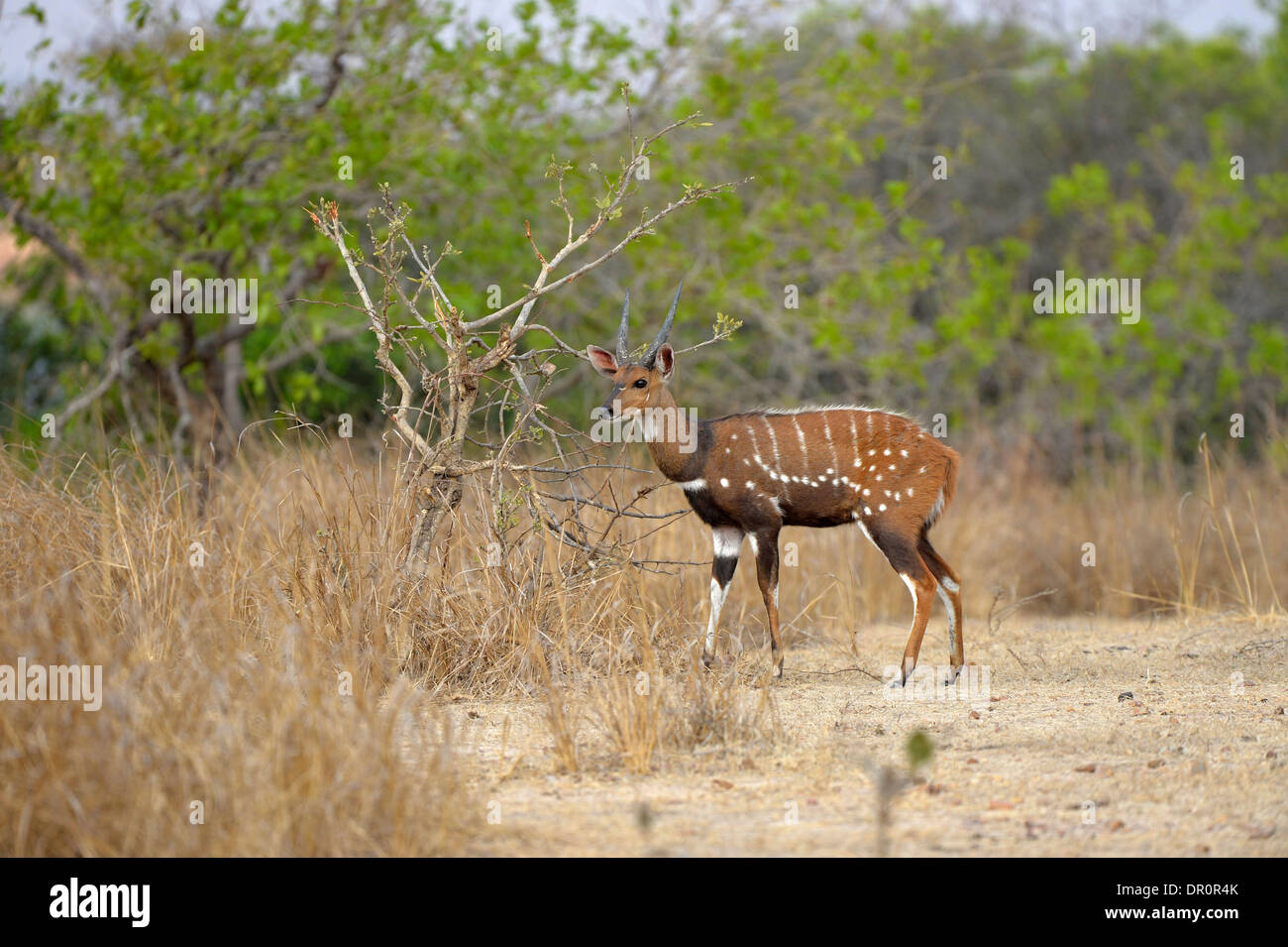 Bushbuck ( Tragelaphagus scriptus) mâle mature, Kafue National Park, Zambie, septembre Banque D'Images