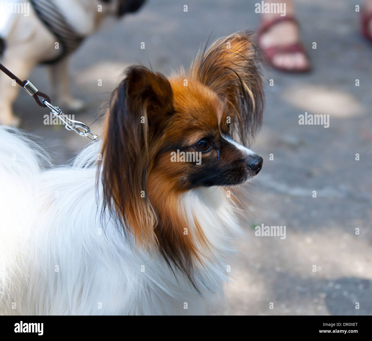 Le Papillon Aussi Appelé Le Petit Toy Spaniel Est Une Race