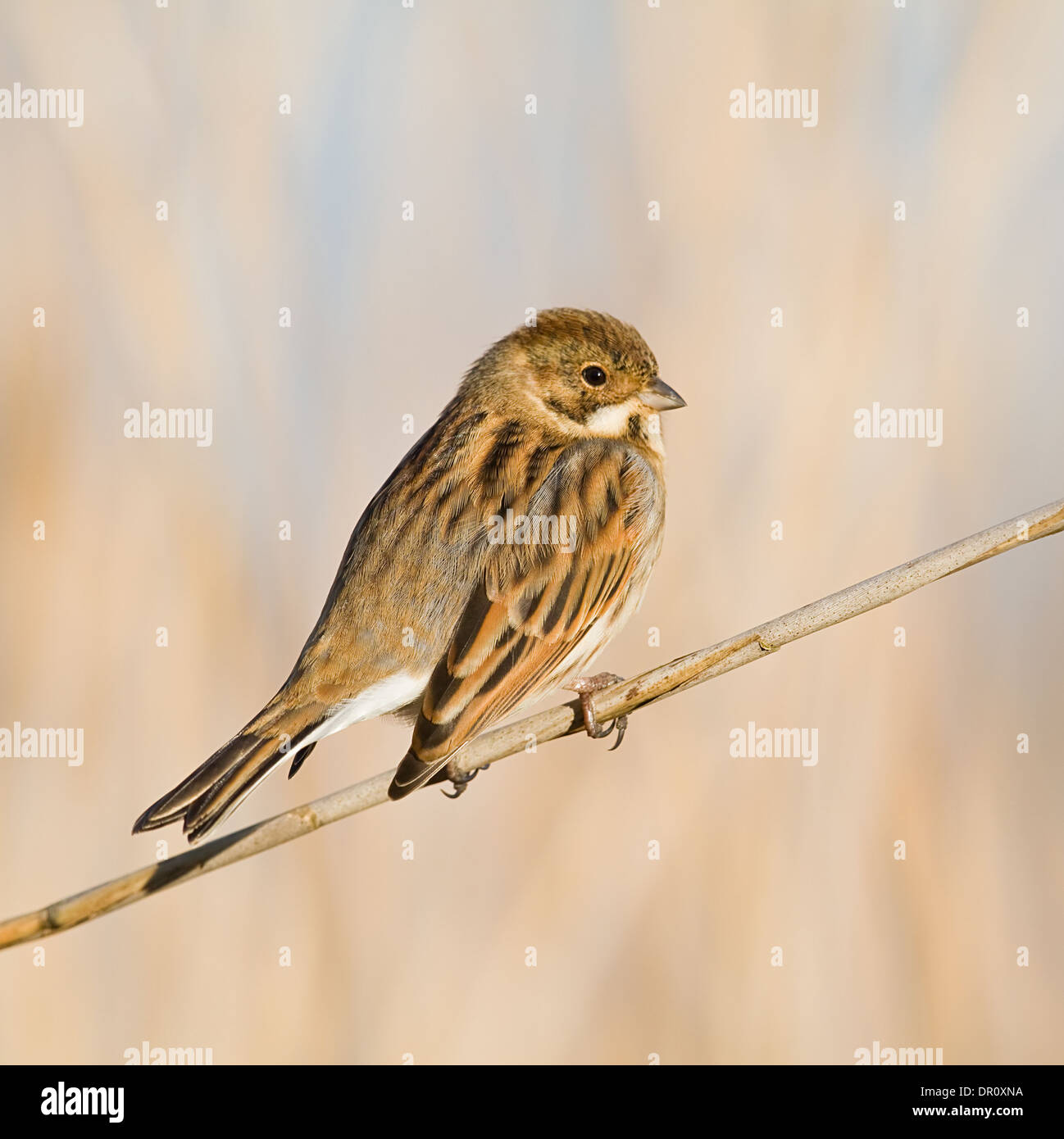 Reed Bunting female perché face vers la droite Banque D'Images