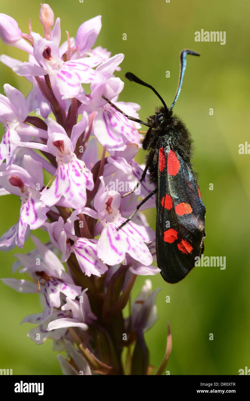 Six-spot Burnet Moth (Zygaena filipendulae) adulte au repos sur l'orchidée, fleur, Oxfordshire, Angleterre, juin Banque D'Images