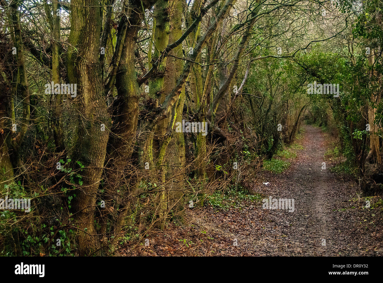 Photographie de walkway entouré d'arbres à champs Bradlaugh Toulon Banque D'Images