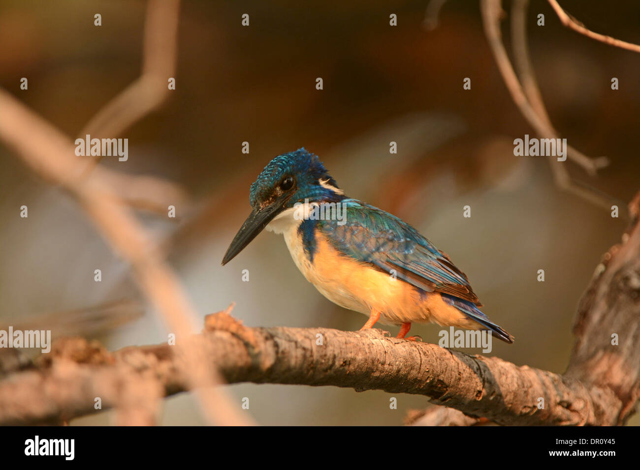 Demi-collier Kingfisher (Alcedo semitorquata) percehd sur branch, Kafue National Park, Zambie, septembre Banque D'Images