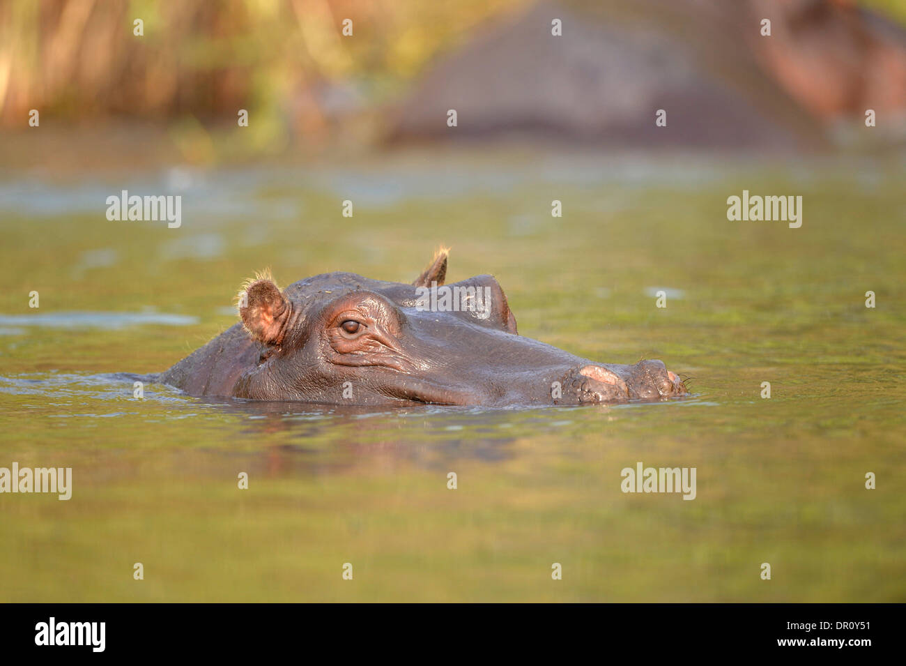 Hippopotame (Hippopotamus amphibius) submergé avec les yeux et les oreilles juste au-dessus de la surface, Kafue National Park, Zambie, septembre Banque D'Images