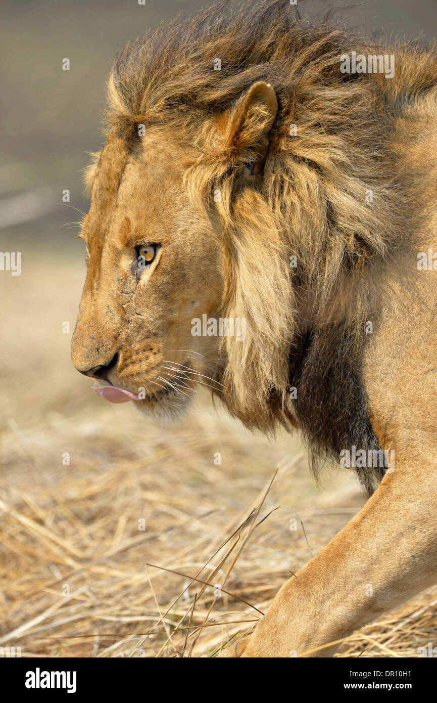 L'African Lion (Panthera leo), mâle, Kafue National Park, Zambie, septembre Banque D'Images