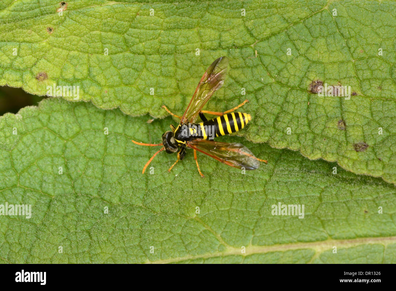Potter (guêpe solitaire Ancistrocerus gazella) adulte reposant sur feuille, Oxfordshire, Angleterre, Août Banque D'Images
