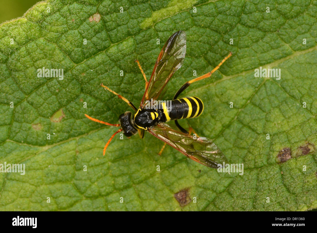 Potter (guêpe solitaire Ancistrocerus gazella) adulte reposant sur feuille, Oxfordshire, Angleterre, Août Banque D'Images