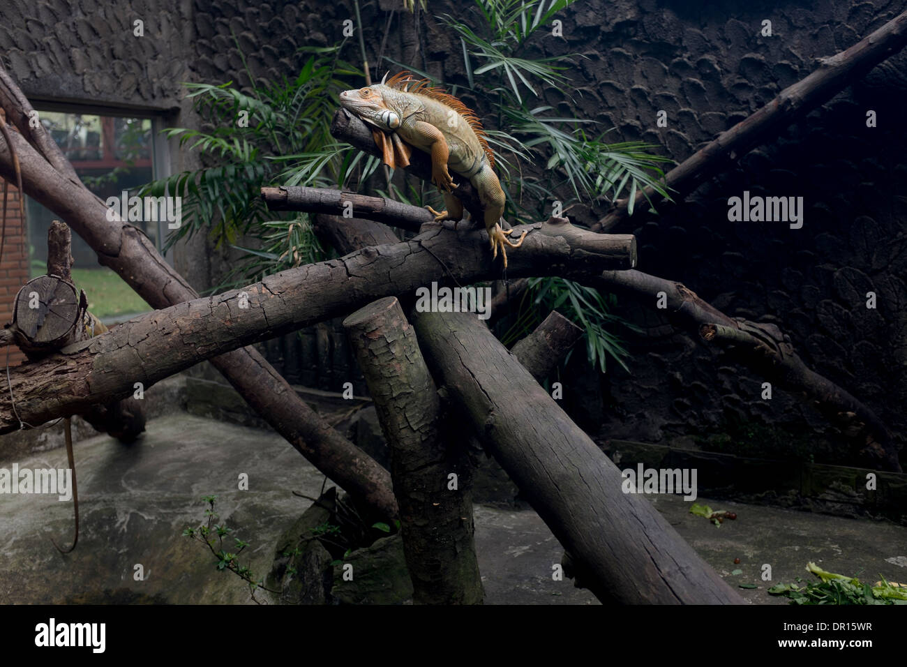 Le zoo et jardin botanique de Saigon Ho Chi Minh City Vietnam Banque D'Images