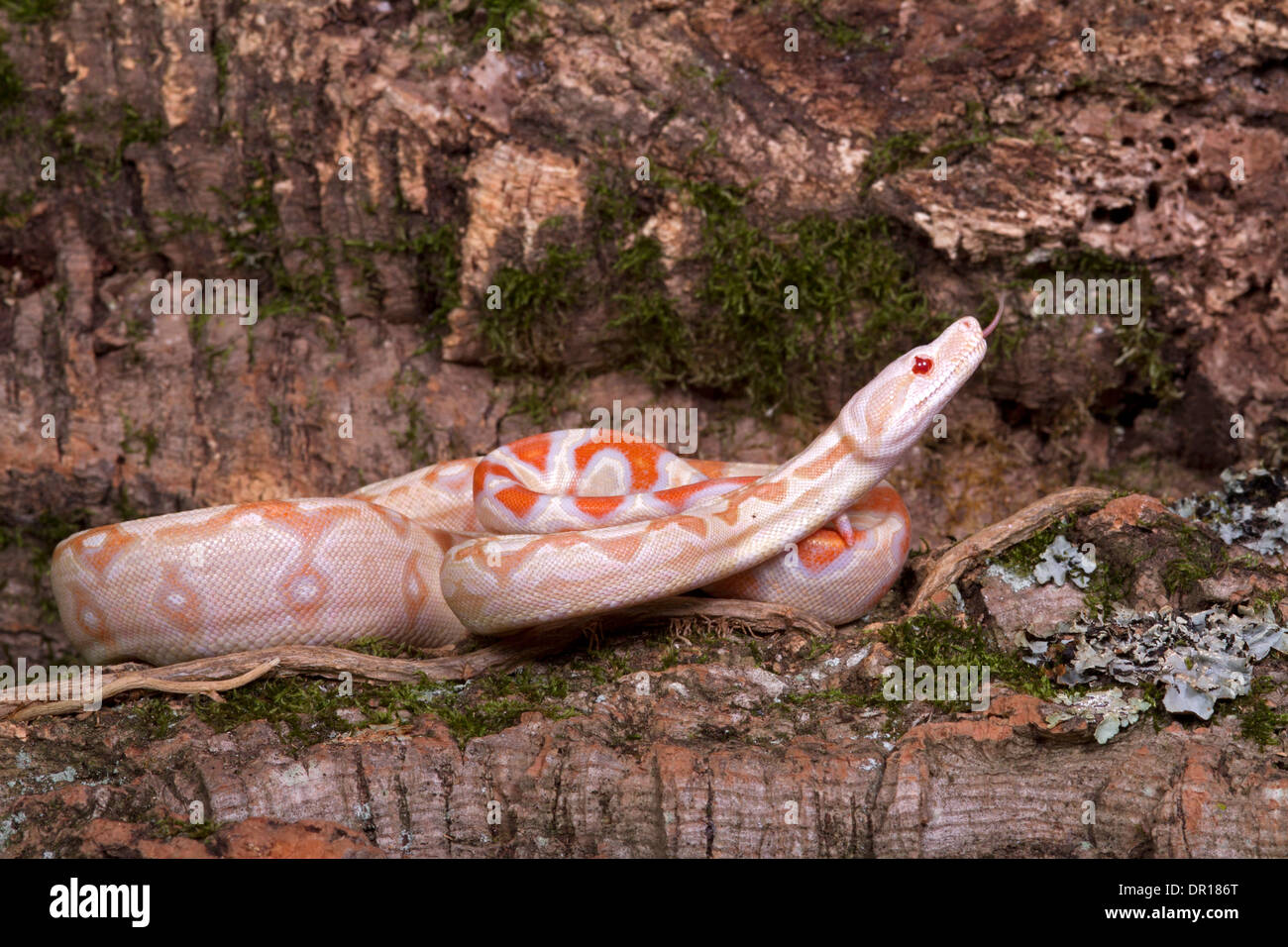 Boa albinos (Boa constrictor) Banque D'Images