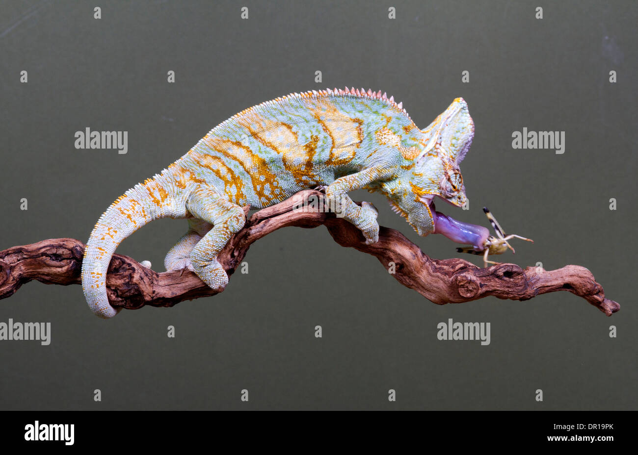 Veiled Chameleon Chamaeleo calyptratus et proie Banque D'Images