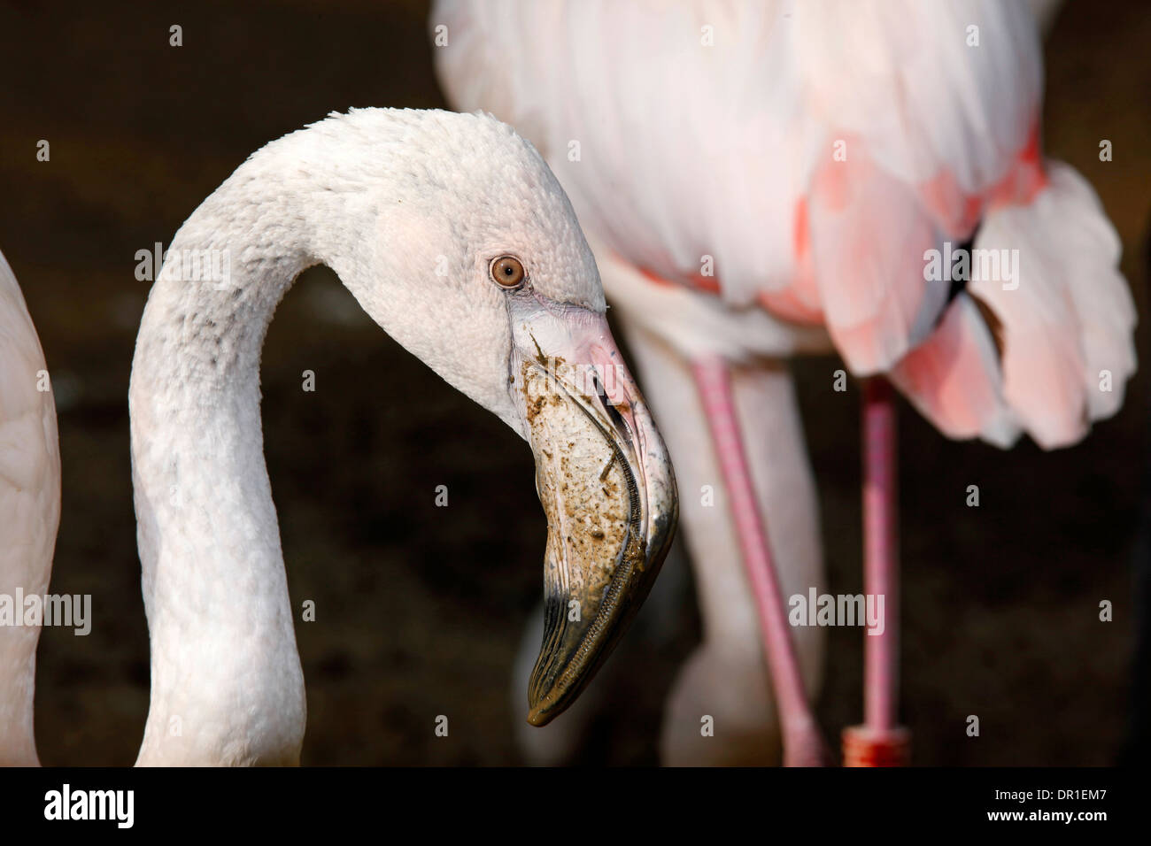 Flamingo (Phoenicopterus roseus Dougall immatures), close-up Banque D'Images