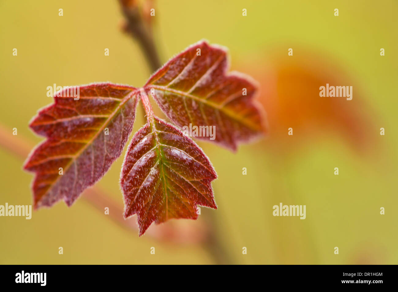 Le sumac (Rhus diversiloba) croissant dans la Columbia River Gorge, Oregon. Au printemps. USA Banque D'Images