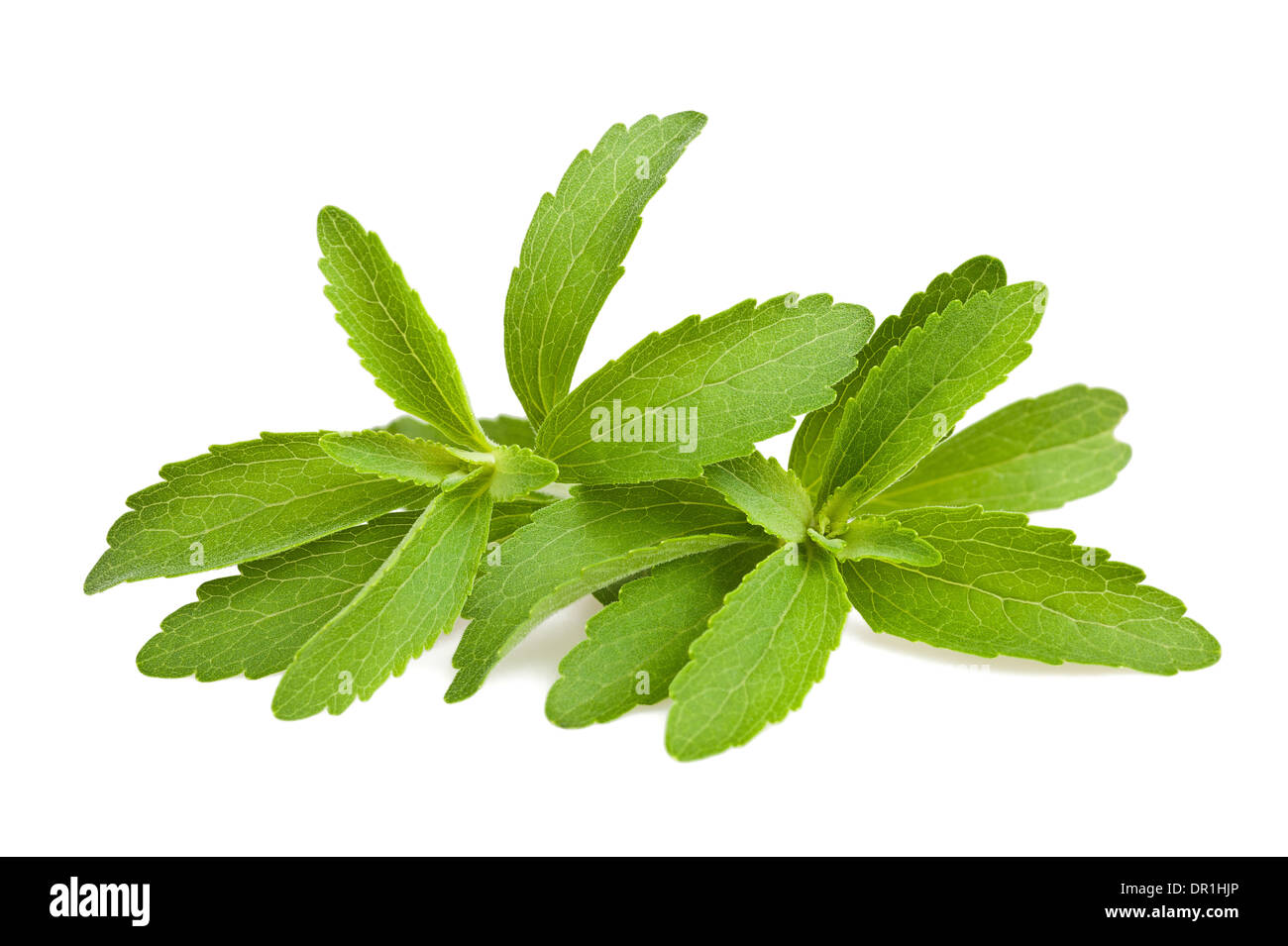 Les feuilles de Stevia isolated on white Banque D'Images