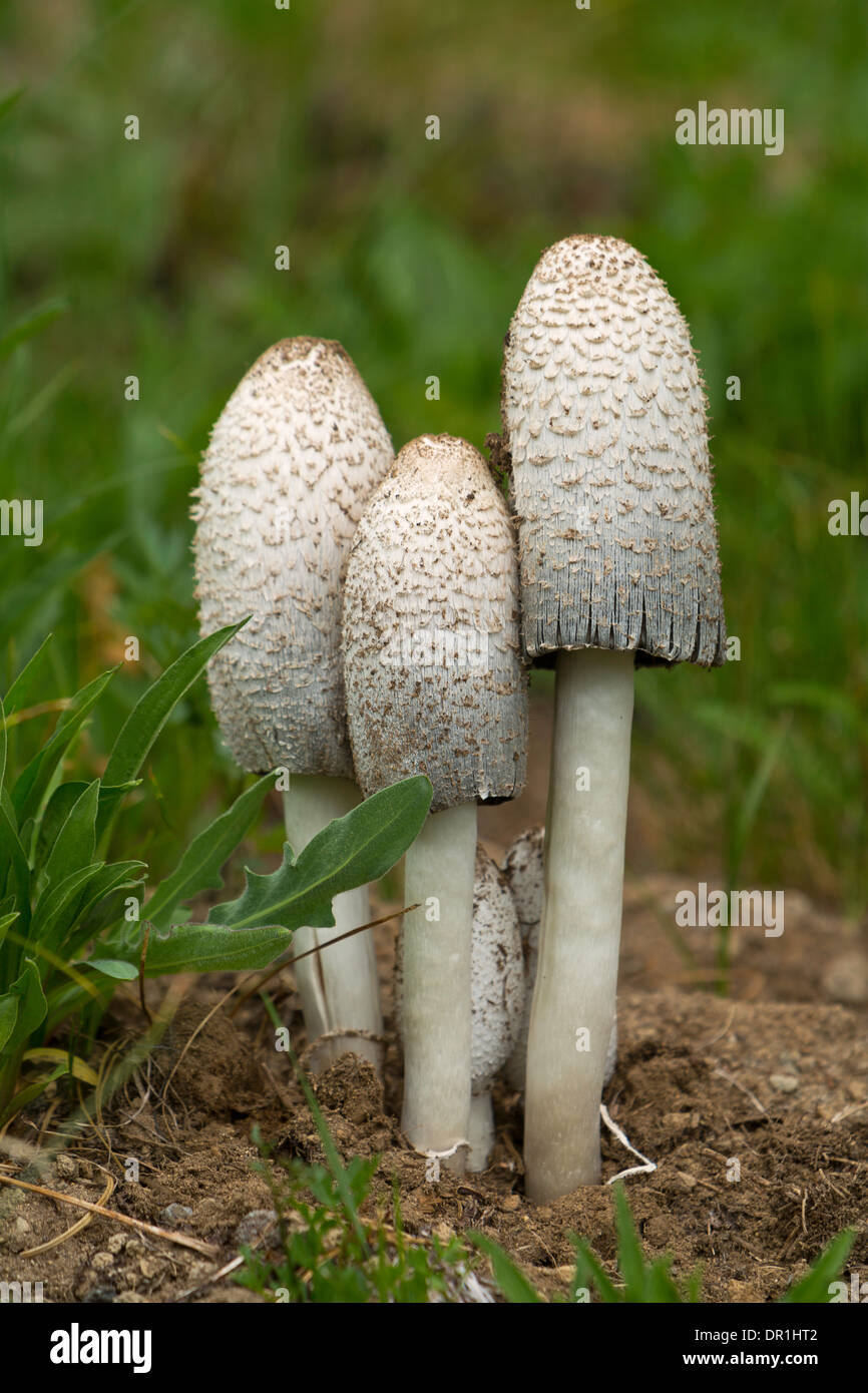 Champignons, Northwest, Washington, aux États-Unis, les champignons comestibles, Shaggy Mane (Coprinus comatus), automne Banque D'Images