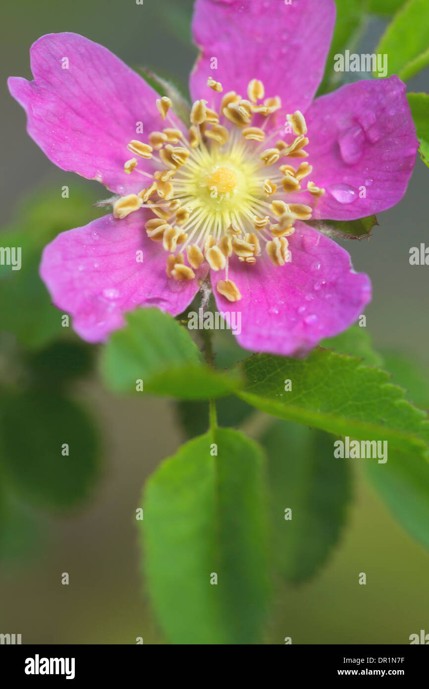 Un Wild Rose (Rosa nutkana Nootka) croissant dans la Columbia River Gorge, Oregon. USA Banque D'Images