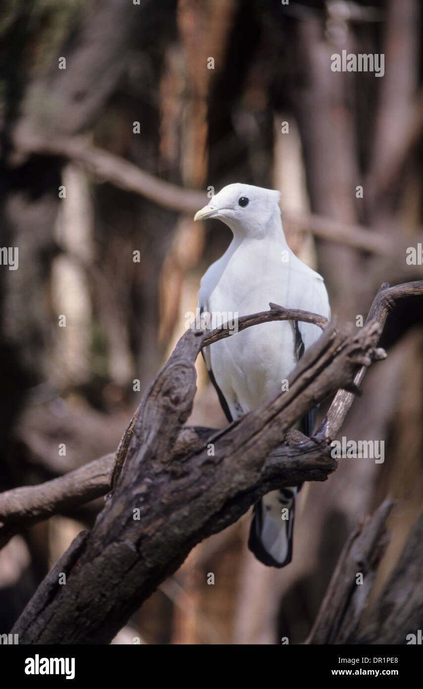 L'Australie, faune, oiseaux, Imperial Torresian Pigeon. Banque D'Images