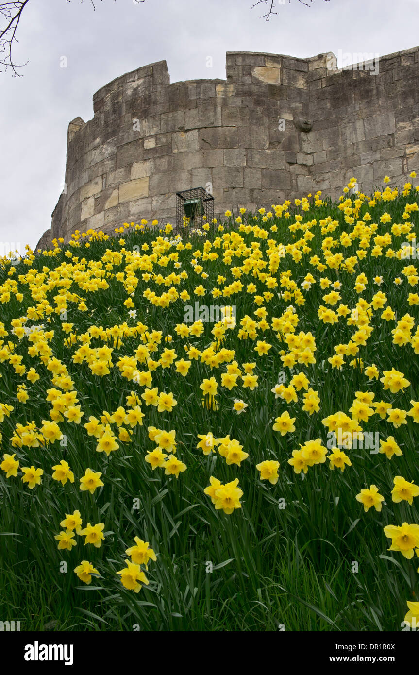 Jonquilles en fleurs jaune vif sur forte pente gazonnée de remblai par d'anciens murs en pierre défensif au-dessus - York, North Yorkshire, Angleterre, Royaume-Uni. Banque D'Images