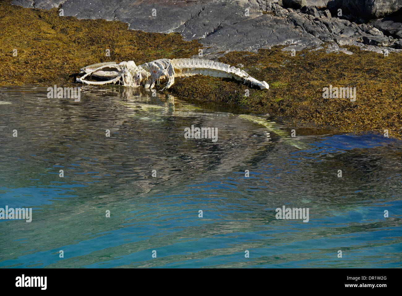 Squelette de baleine allongé sur la rive, l'ouest du Groenland Banque D'Images