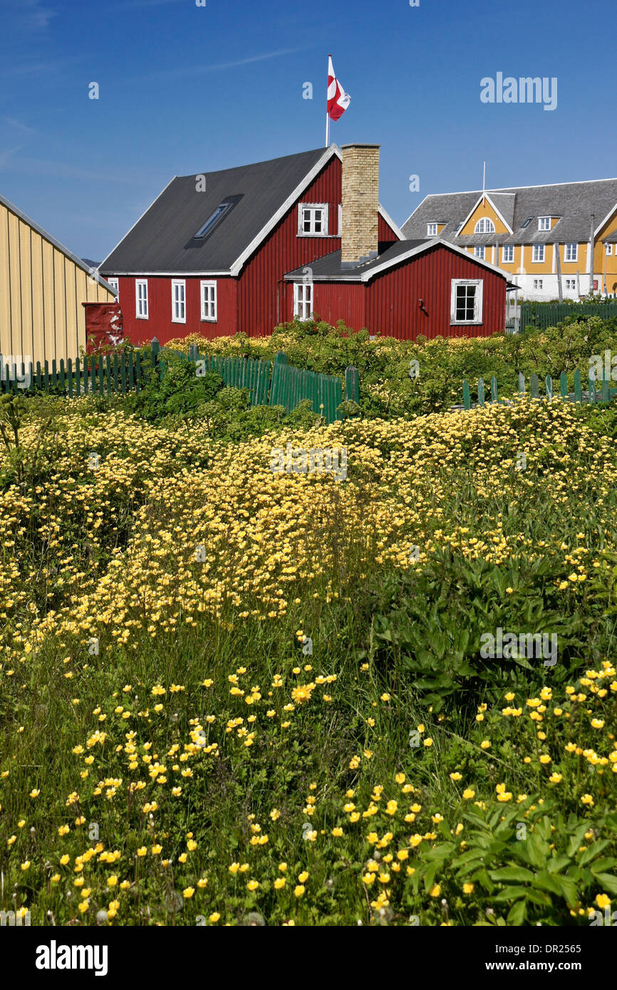 Maisons colorées et de fleurs sauvages à Nuuk (Godthab), Groenland Banque D'Images