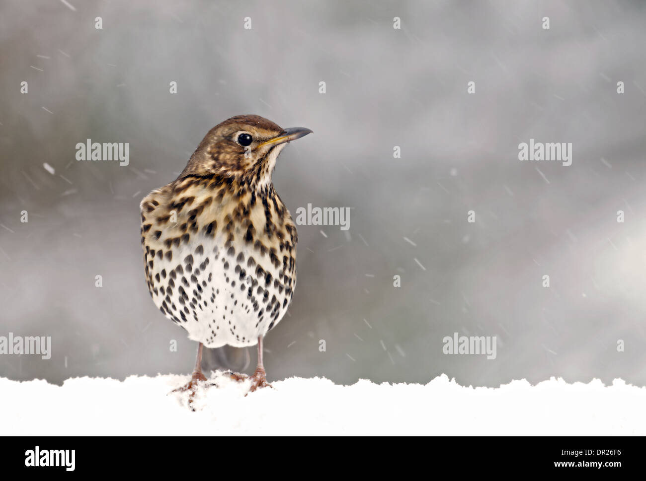 Thrush-Turdus philomelos Song dans la neige. L'hiver, UK Banque D'Images