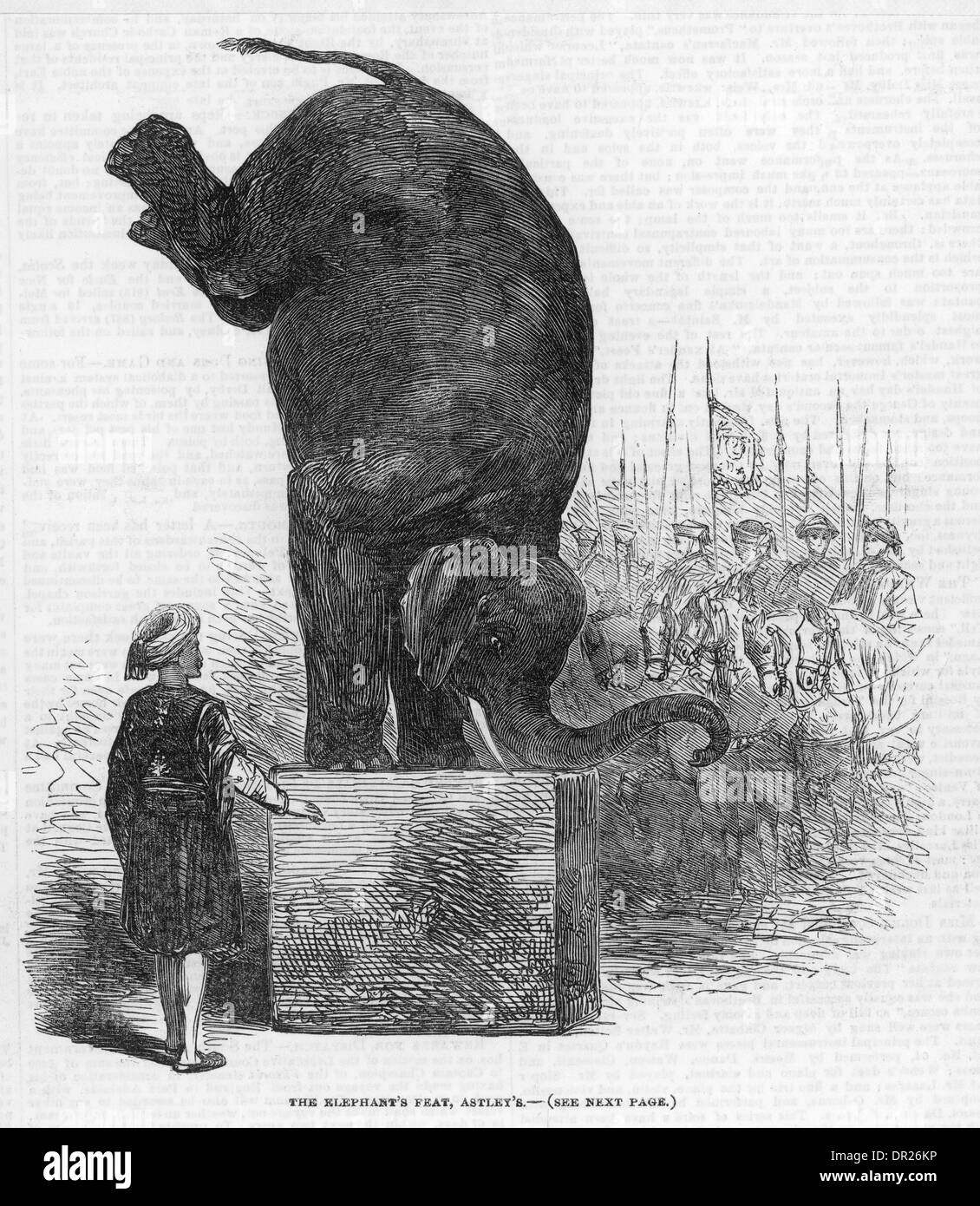 Exécution d'ELEPHANT Banque D'Images