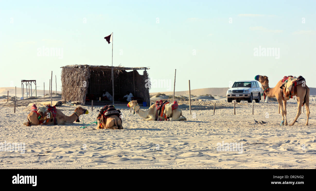 Desert Camp Site avec Chameaux, Sealine Beach, au Qatar Banque D'Images