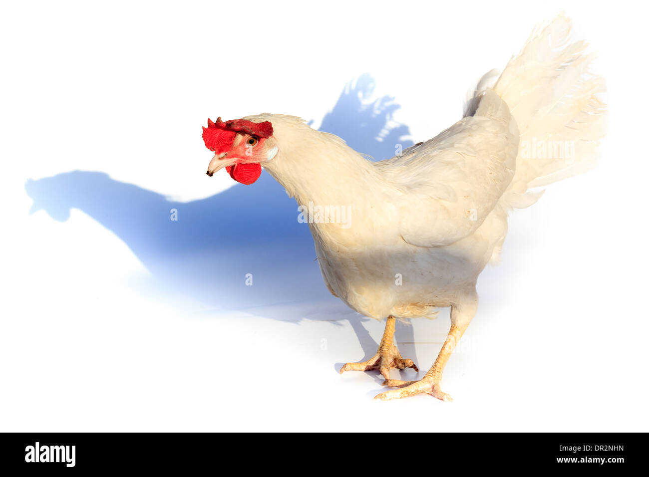 Курица белом фоне изолированно на. Isolé sur fond blanc de poulet. Banque D'Images