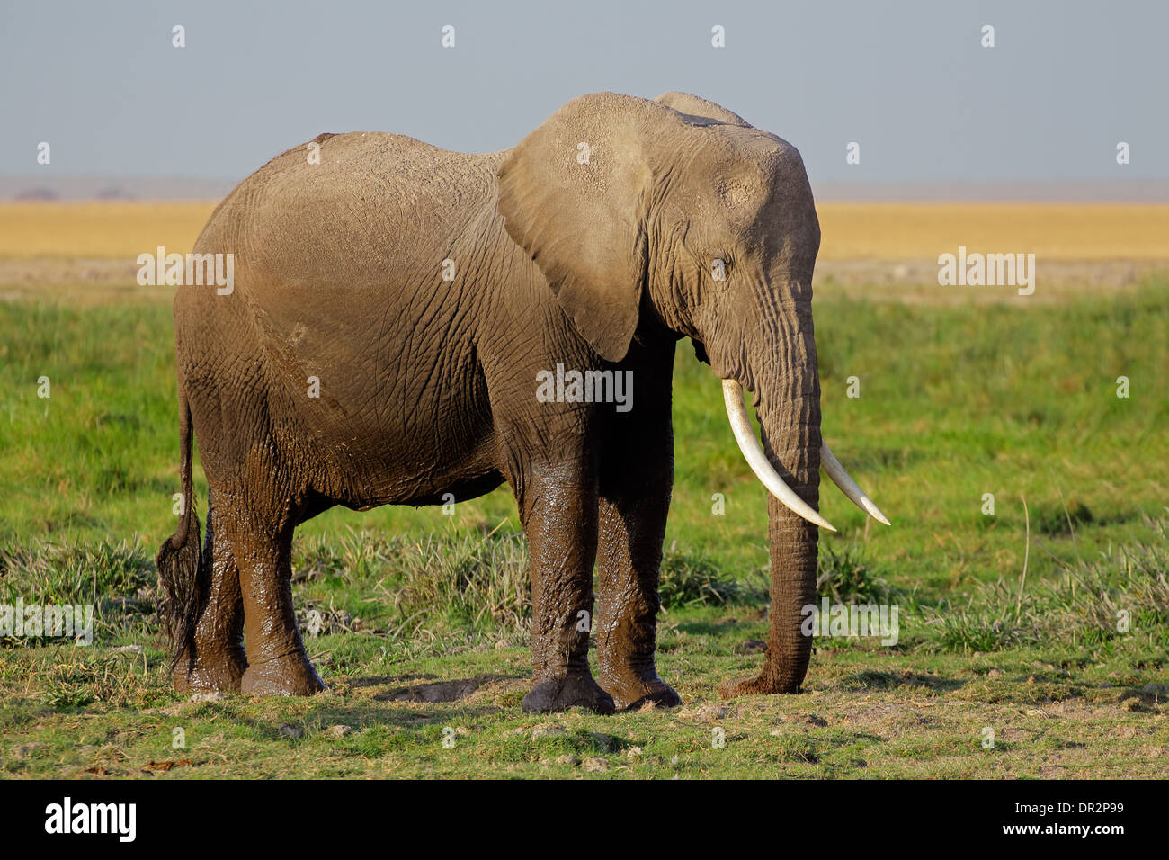 L'éléphant africain (Loxodonta africana) couvrir de boue, Parc National d'Amboseli, Kenya Banque D'Images