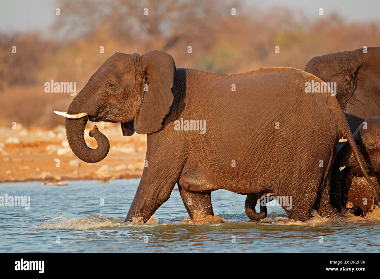 L'éléphant africain (Loxodonta africana) marcher dans l'eau, Etosha National Park, Namibie Banque D'Images