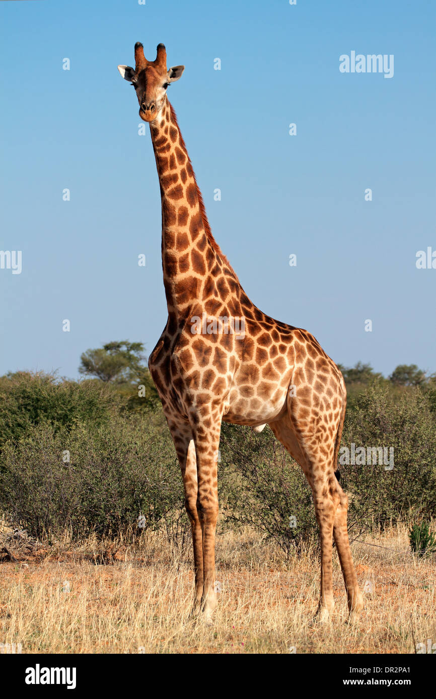 Un grand taureau Girafe (Giraffa camelopardalis), Afrique du Sud Banque D'Images