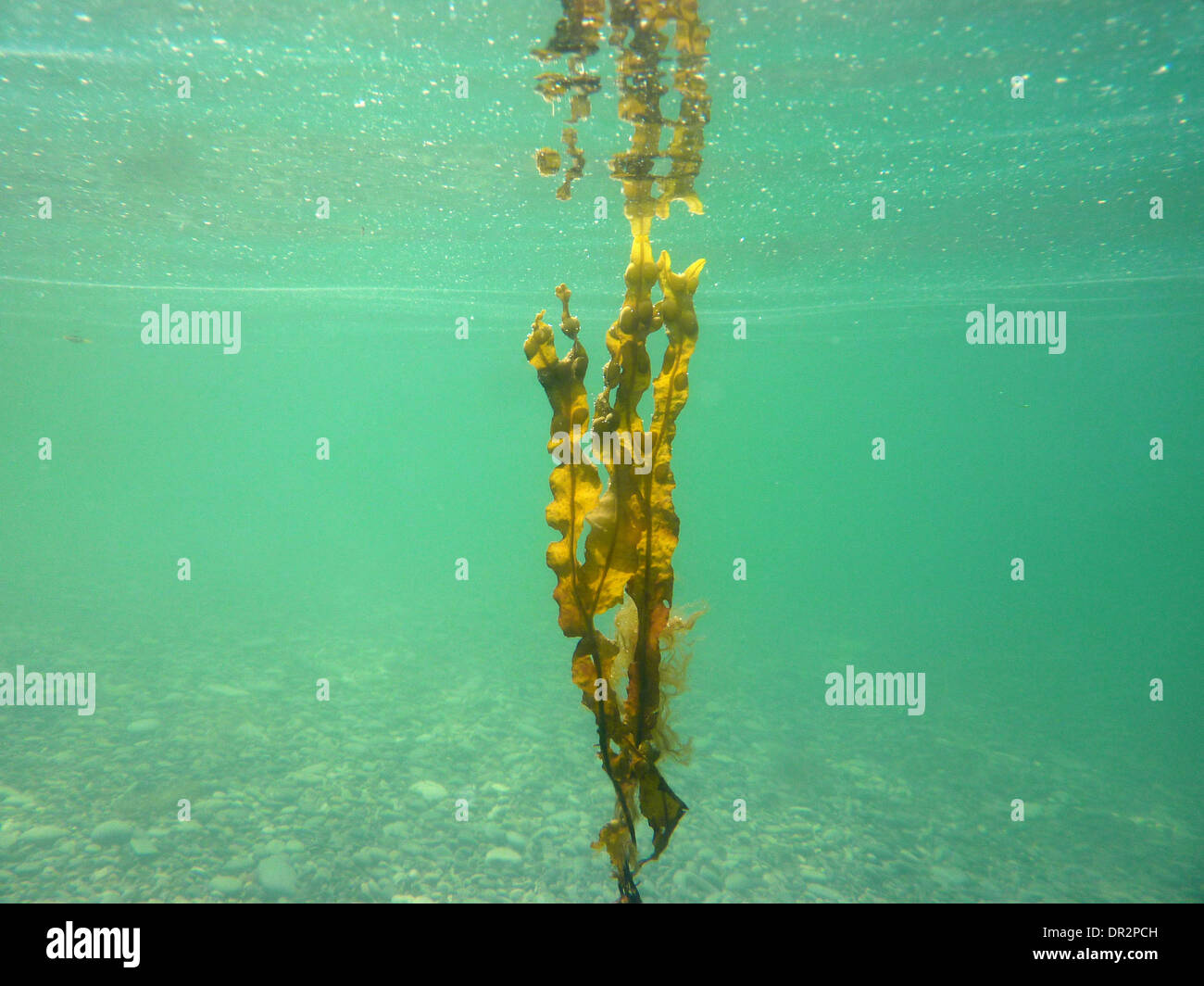 Photographie sous-marine de Fucus spiralis - Rack en spirale, en Écosse. Banque D'Images