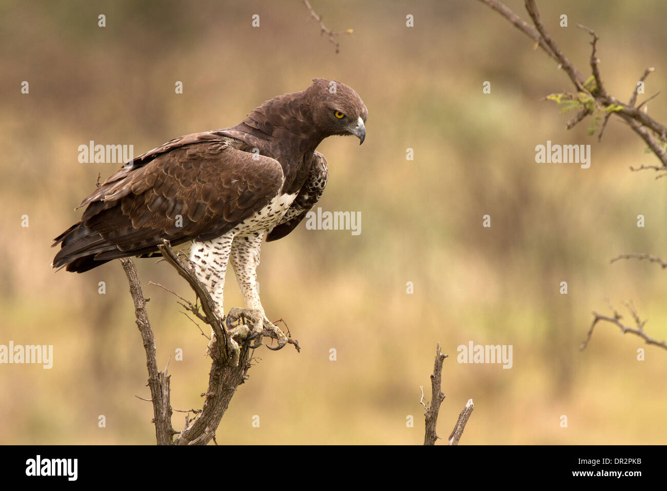 Aigle Martial Polemaetus bellicosus, la chasse d'un arbre Banque D'Images