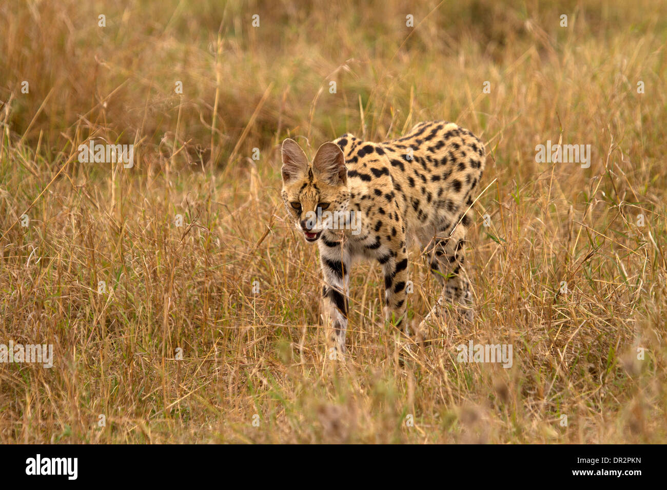 Leptailurus serval serval cat, chasse Banque D'Images