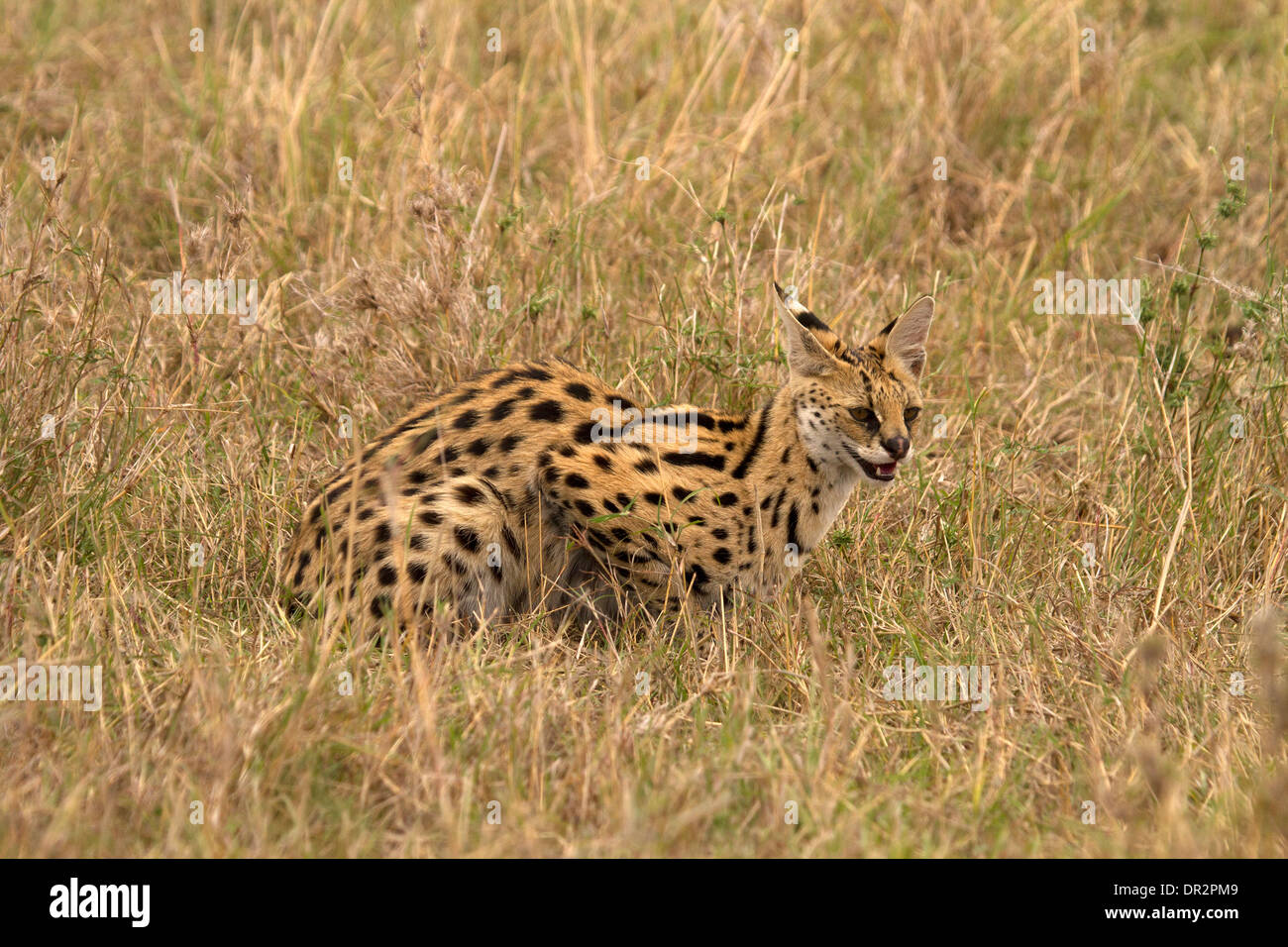 Leptailurus serval Serval cat, le repos Banque D'Images