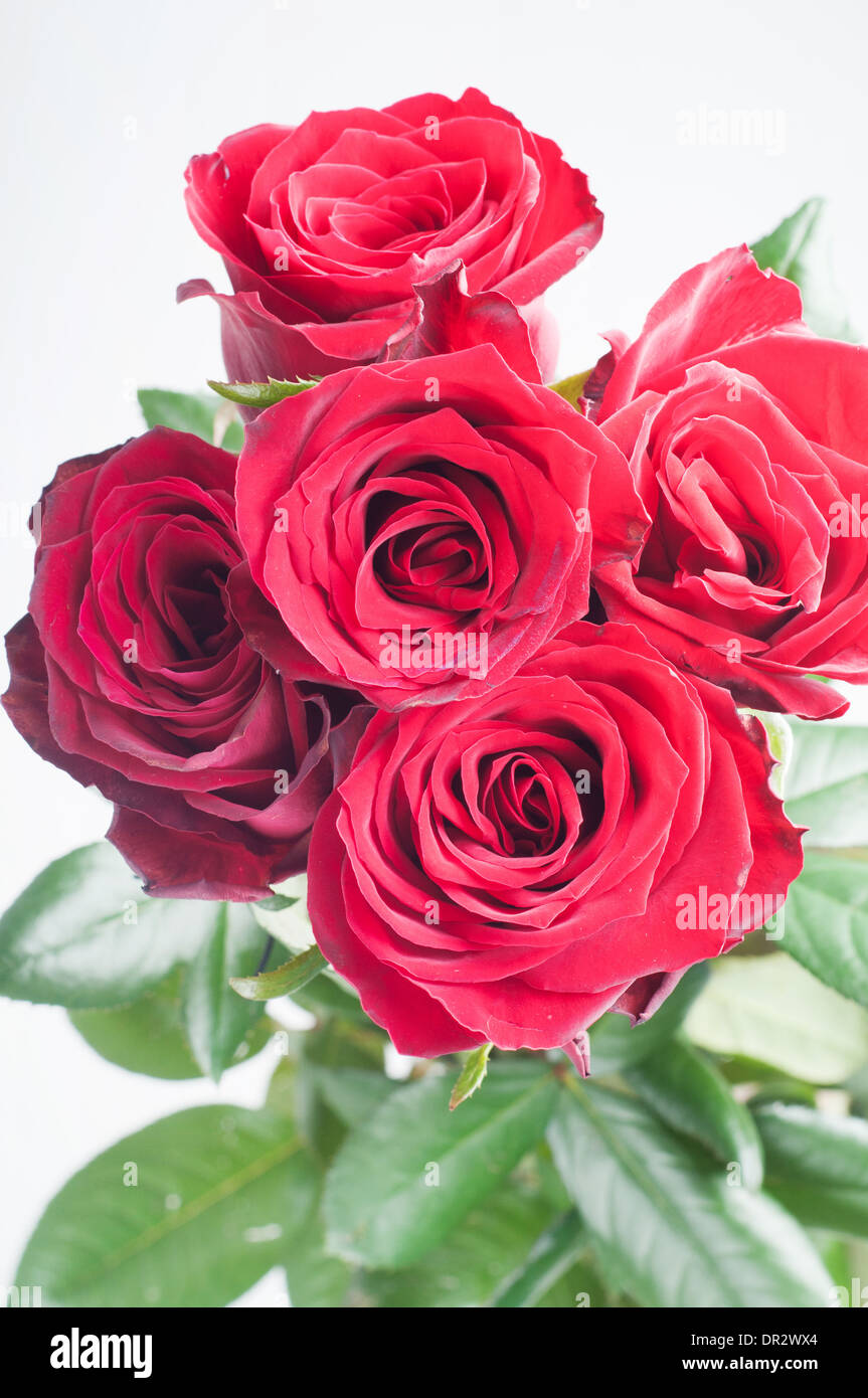 Bouquet de cinq roses rouges Photo Stock - Alamy