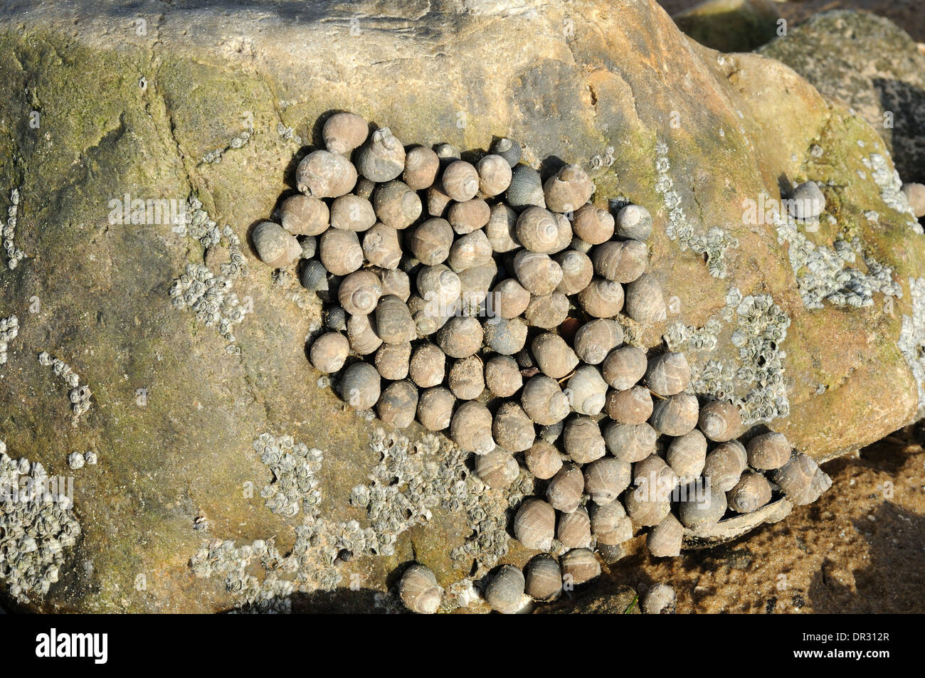 La pervenche coquilles sur un rocher Whitford Sands Péninsule de Gower Wales Banque D'Images