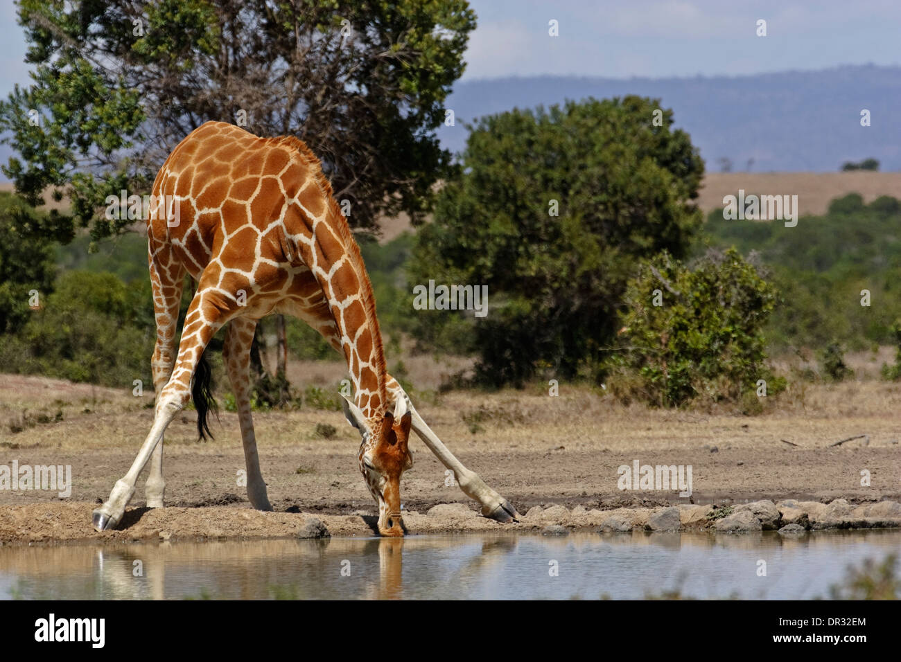 Girafe (Giraffa camelopardalis reticulata) Banque D'Images